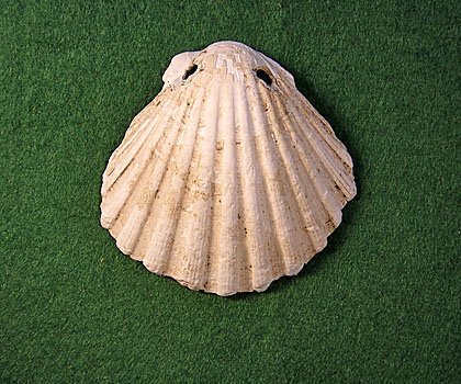 WallingfordMus's tweet photo. Today's #Museum30 is on #Ocean. We are landlocked, but excavations in #Wallingford uncovered a pierced pilgrim's shell (symbol of St James of #Compostella) buried round the neck of a C10th Saxon, who may well have visited the saint's shrine in Spain. Must have been quite a trip! https://t.co/HwghvoSG4l