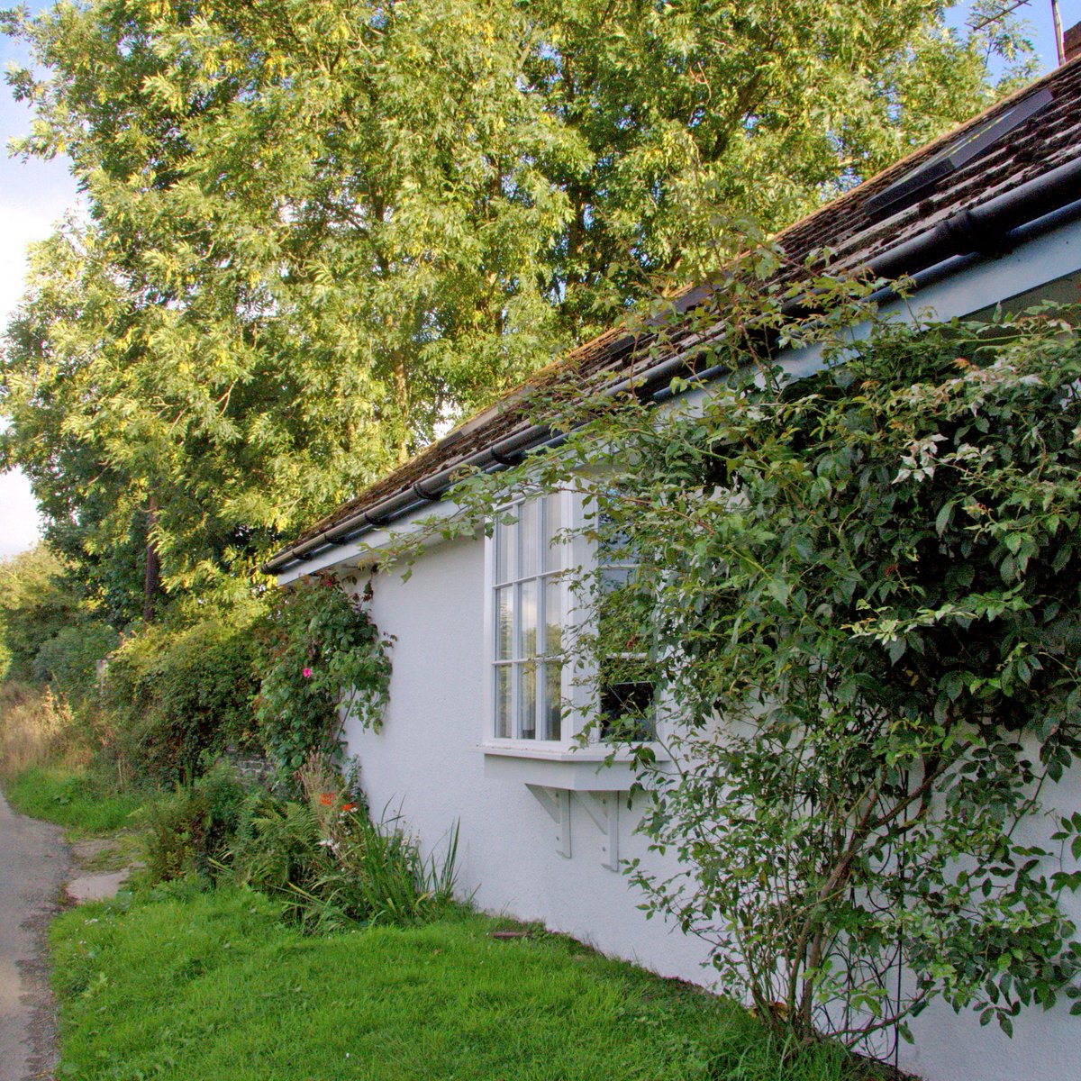 Wooden Windows tweet media