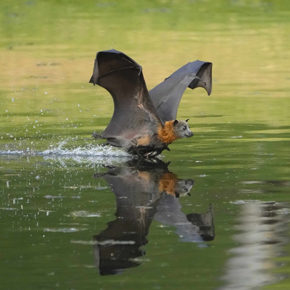 michael_s_y_lee's tweet photo. Mum and pup grey-headed #FlyingFox cooling off in the #TorrensRiver on a 40deg #Adelaide day
More pics: https://t.co/XPwMI7taAd
#UrbanWildife #wildoz #wildlifephotography #naturephotography #AustralianWildlife #ausgeo #ABCmyphoto #Bats #Pteropus https://t.co/6j05g03pRY