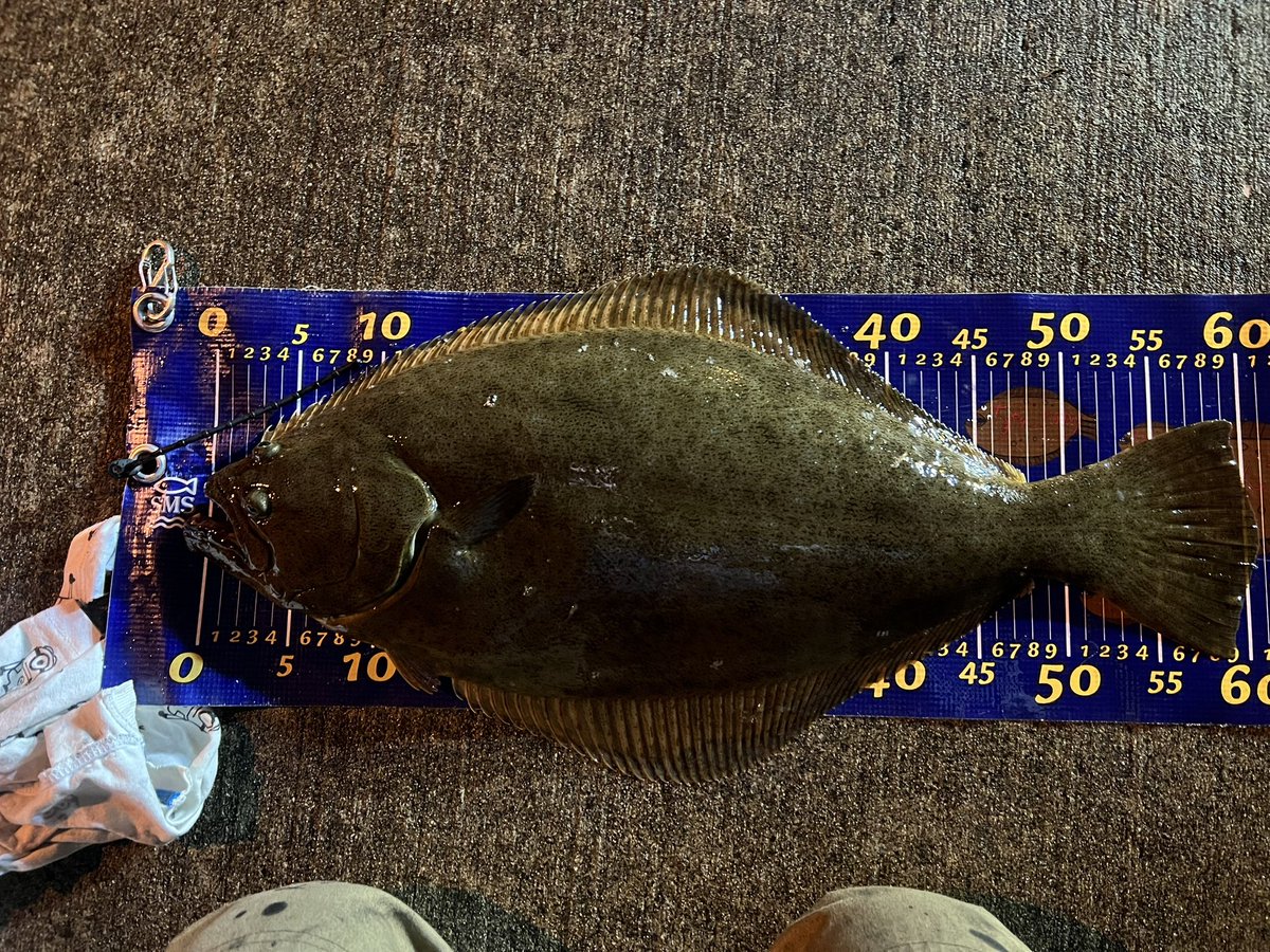 DveXzHDJ5VjLsIL's tweet photo. 雨にも負けず風にも負けず精神の賜物🐟
念願の小座布団釣れちゃいましたぁ‼️
新しく買ったランディングシャフトにも入魂出来たし、昨日届いたアバカスでのHit🎣たまらねぇ〜⤴️⤴️
#ABACUSSHAD
#オリジナルフラットカラー
#SHOOTHEAD
#ちゃんこのりヒラメメジャー
#秋ヒラメ
#北海道
#道南 https://t.co/WQCEGo8s2v