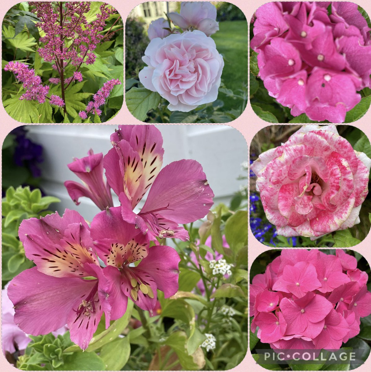 #FlowersonFriday #PinkFriday Morning on another wet start to the day, so it’s always nice to look back over years at the flowers you had in bloom. Have a great day tweeps and enjoy 🩷😍🩷