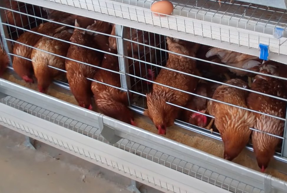 LiviCage's tweet photo. The cages used in a poultry farm are usually battery cage system for the purpose of centralized management of laying hens and increasing egg production.
#poultryfarming #chickencage #eggproduction #poultryfarmdesign #batterycage #cage #chicken #chickensheddesign #investment https://t.co/kcO0aKljI5