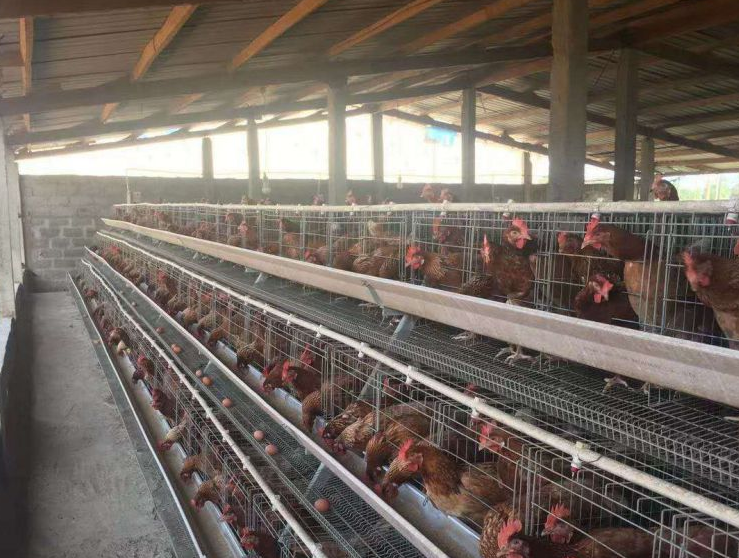 LiviCage's tweet photo. The cages used in a poultry farm are usually battery cage system for the purpose of centralized management of laying hens and increasing egg production.
#poultryfarming #chickencage #eggproduction #poultryfarmdesign #batterycage #cage #chicken #chickensheddesign #investment https://t.co/kcO0aKljI5