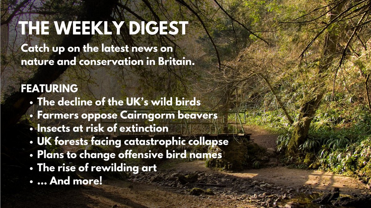 The weekly digest is out now. Featuring @WildlifeTrusts @MairiMcAllan @RSPBCymru @jm0ses @NatResWales @Buzz_dont_tweet @trashfreetrails @SteveOrmerod @greatfen and more. Read it here: inkcapjournal.co.uk/wild-bird-decl…