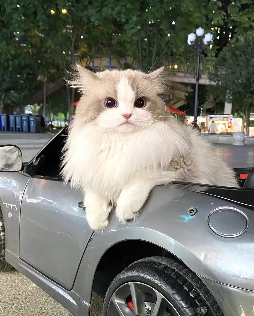 TheJoyFluff's tweet photo. Wanna go for a ride? https://t.co/3sQaZTVWqI