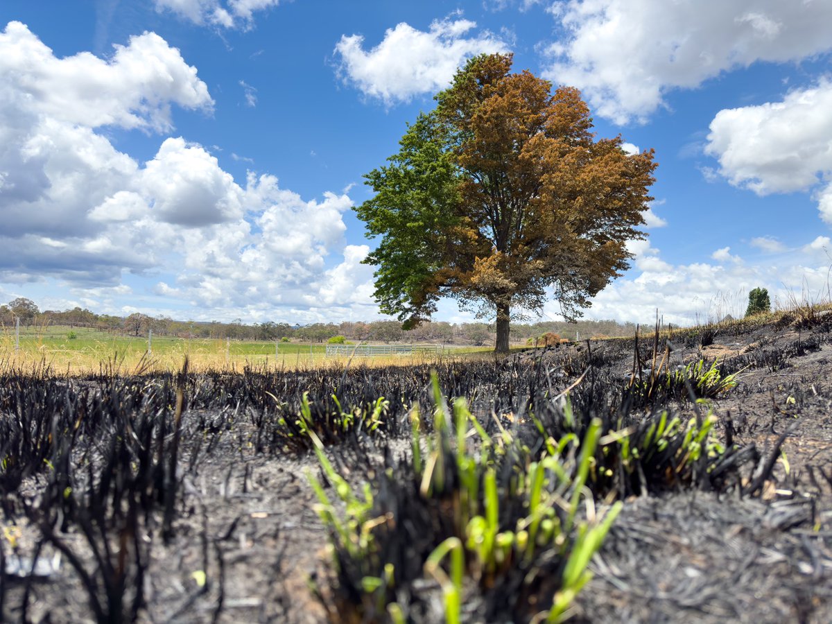 jamesmorrisau's tweet photo. Driving down the road west of Tenterfield and saw this tree which has been impacted by fire. The twin colours of the burn scar/scorch and the unburnt leaves standing out in front of a blue cloudy sky. #nswrfs #fire #landscape #tenterfield https://t.co/cGqrKjMHrv