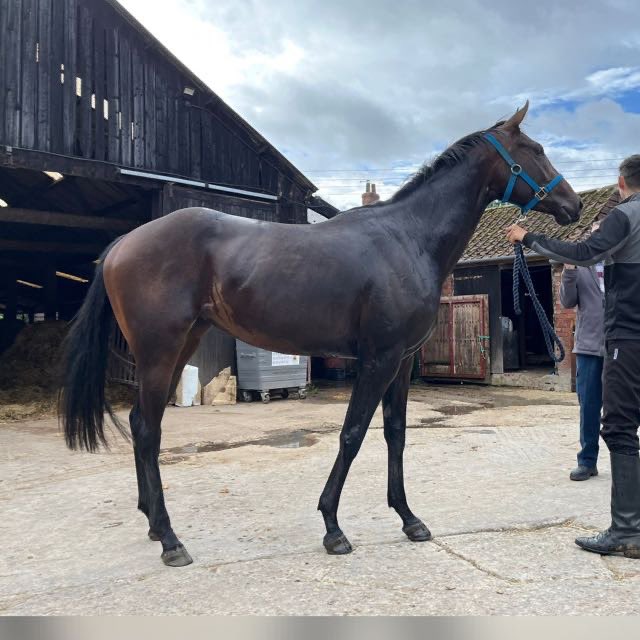 Maximum Racing (@racingmaximum) on Twitter photo 🏇🏻Runner 10/11/2023🏇🏻
Horse: Groove Inn
Trainer: <a href="/mwalfordracing/">Mark Walford</a>
Jockey: <a href="/DougieCostello/">Dougie Costello</a>
Time: 15:42 at <a href="/NewcastleRaces/">Newcastle Racecourse</a>
Good luck to connections.
#ownaracehorse #racehorseownership #racehorseowners 🏇🏻Runner 10/11/2023🏇🏻
Horse: Groove Inn
Trainer: <a href="/mwalfordracing/">Mark Walford</a>
Jockey: <a href="/DougieCostello/">Dougie Costello</a>
Time: 15:42 at <a href="/NewcastleRaces/">Newcastle Racecourse</a>
Good luck to connections.
#ownaracehorse #racehorseownership #racehorseowners