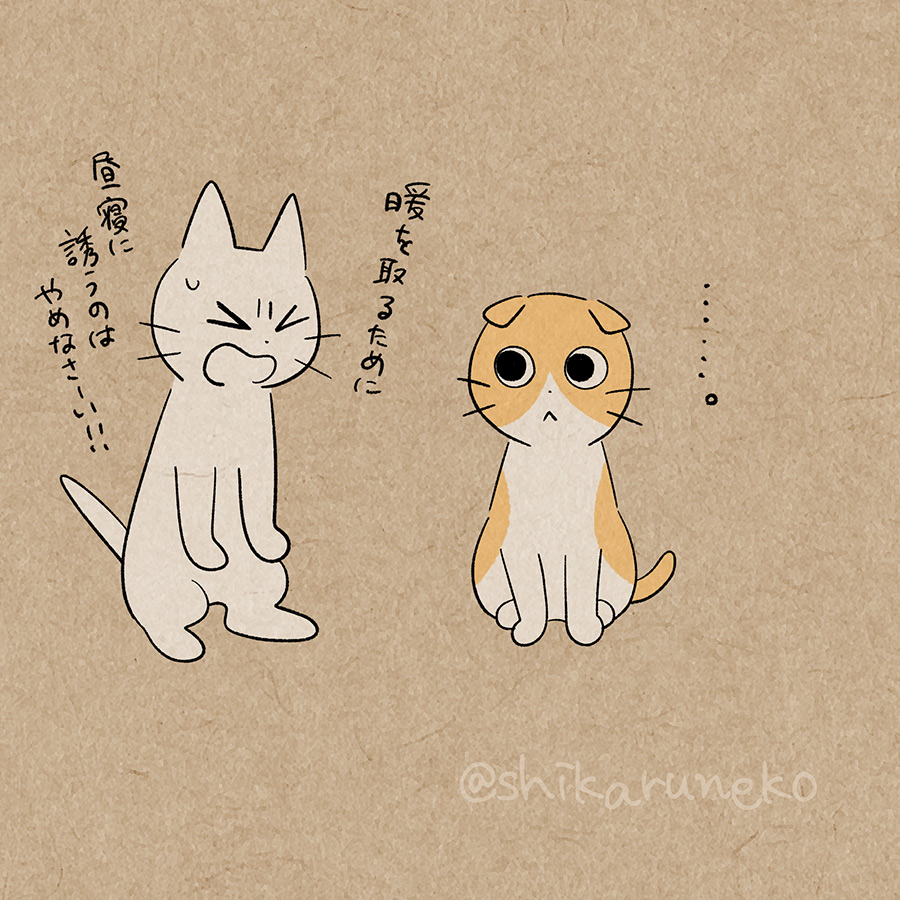 しかるねこ (@shikaruneko) on Twitter photo 2023-11-11 05:00:00