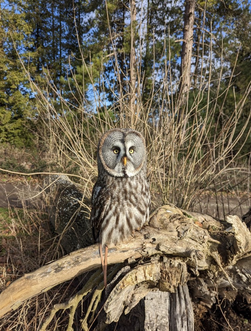⏰The count down has officially begun! ⏰
Our Black Friday Sale begins on the 20th of November. Treat your loved ones to a day out they will never forget and memories they will treasure forever. 

#falconry #birdsofprey #eastwellmanor #wildlife  #familydayout #thingstodoinkent