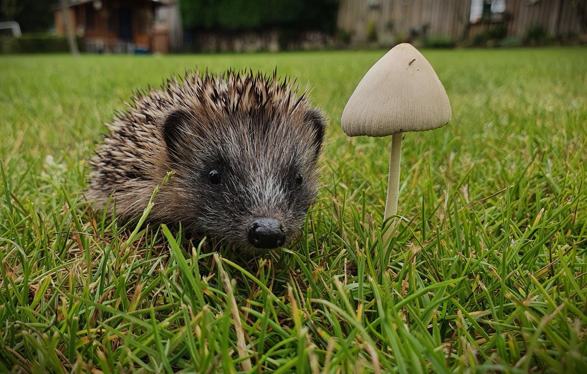 hedgehogsociety's tweet image. Did you know...?
Autumn juvenile #hedgehogs are old enough to be away from their mothers but may be too small to #hibernate successfully?
🦔🍂
It's a busy time for rescues across the UK - learn more about #autumn juveniles👇
buff.ly/40otqf6
#FridayFact
📷 Elaine Snowden