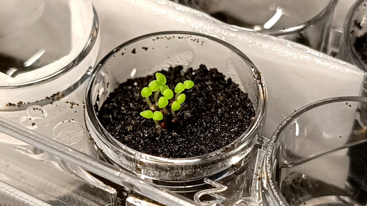 Scientists Show How To Turn Lunar Soil Fertile For Agriculture pmtoday.co.uk/scientists-sho…