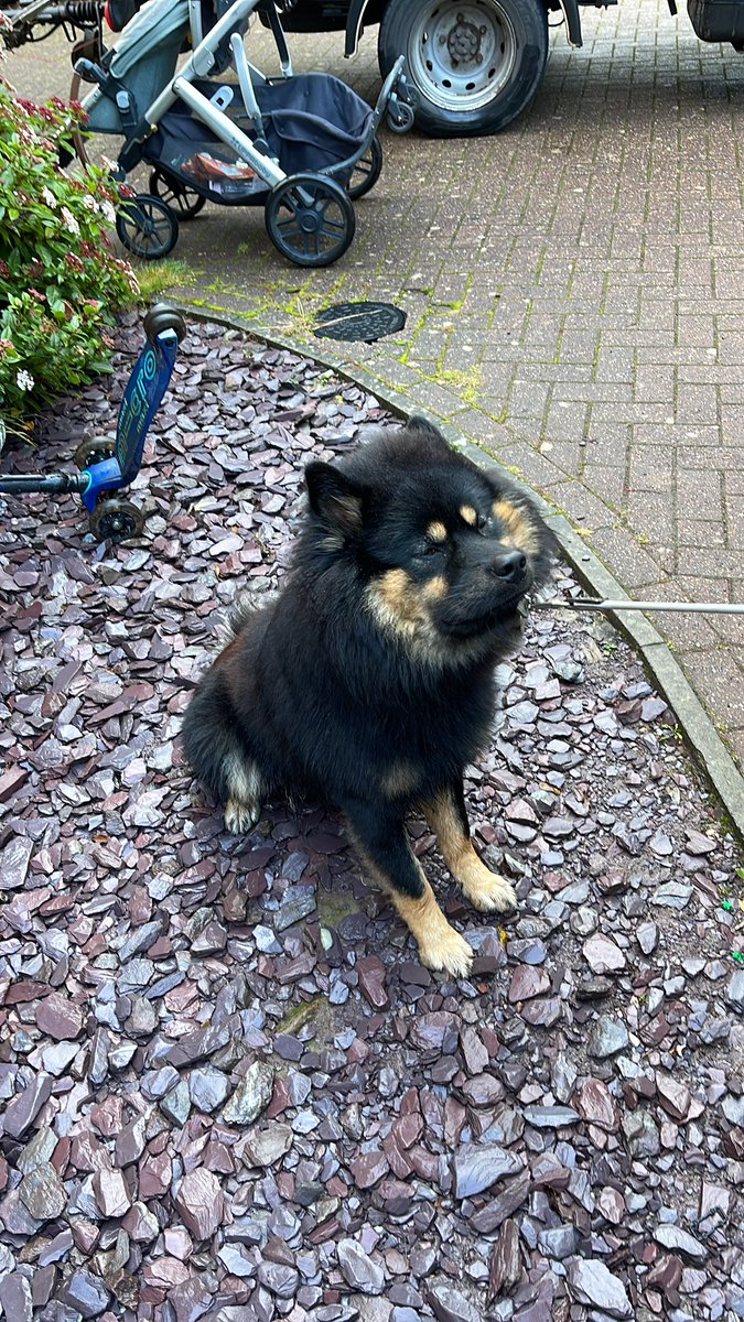 “Don’t make me go for a walk”

#eurasier #stubborn #puppy