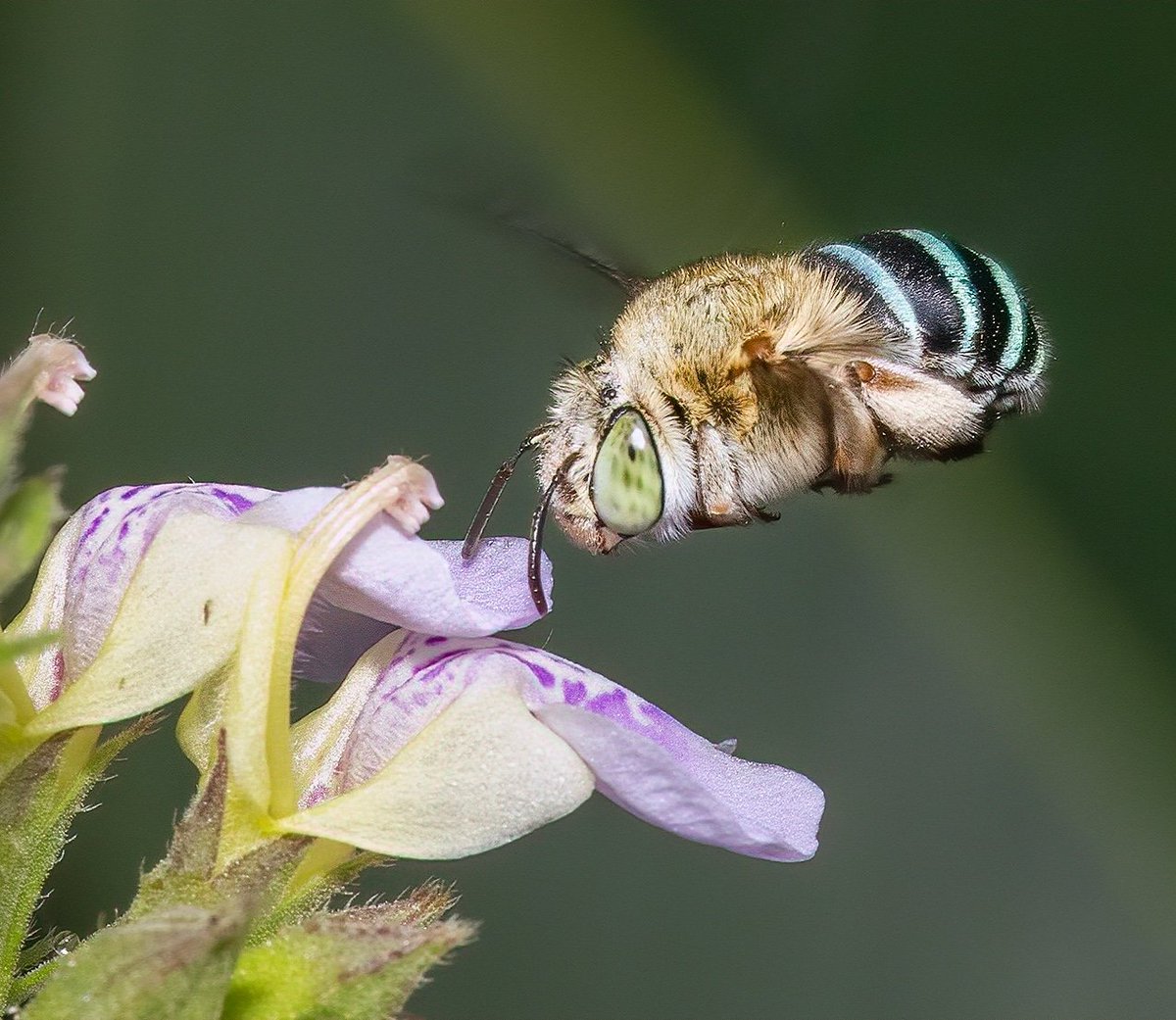 Blue banded bee 
#bee #bluebanded
#ThePhotoHour  #nativebees #macro #pollinator #NaturePhotography #BBCWildlifePOTD #TwitterNatureCommunity