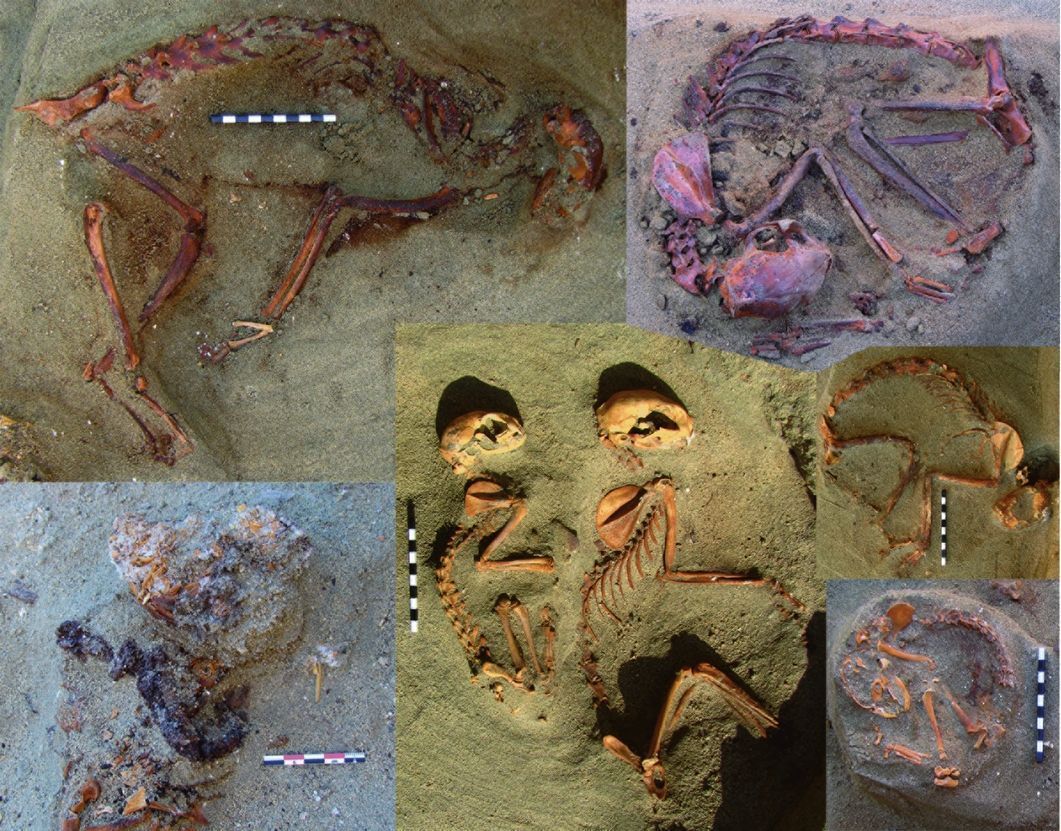 Graves of nearly 600 cats and dogs in Ancient Egypt may be world’s oldest pet cemetery. The health of the animals and the care of the burials indicates they were valued companions. 🔗 from 2016 🆓 buff.ly/36eF6V0