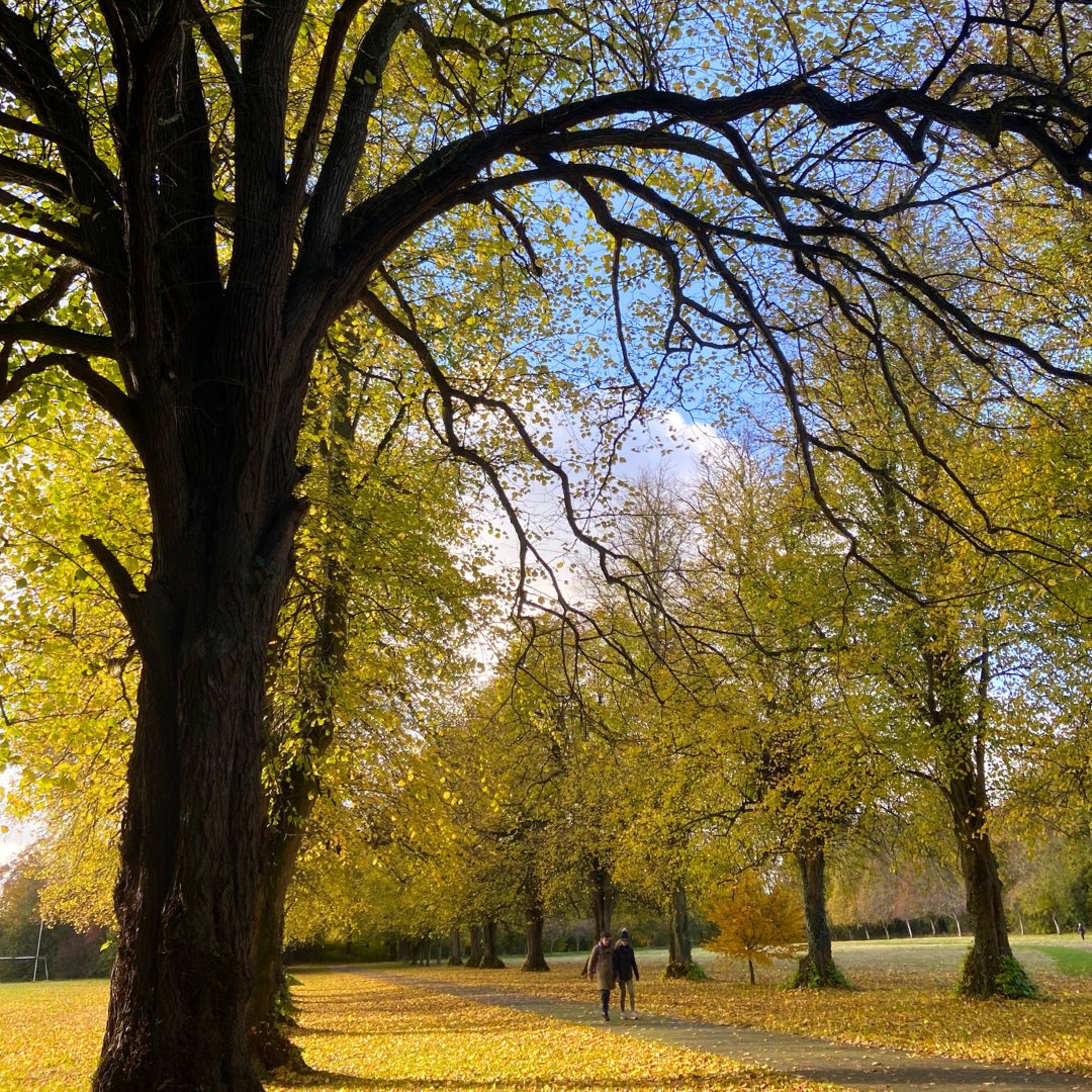 MU_PostGrad's tweet photo. Have you gone for a walk on South Campus recently? 🍂✨ #MaynoothUniversity #StPatricksCollege https://t.co/QWi2TlJfvC