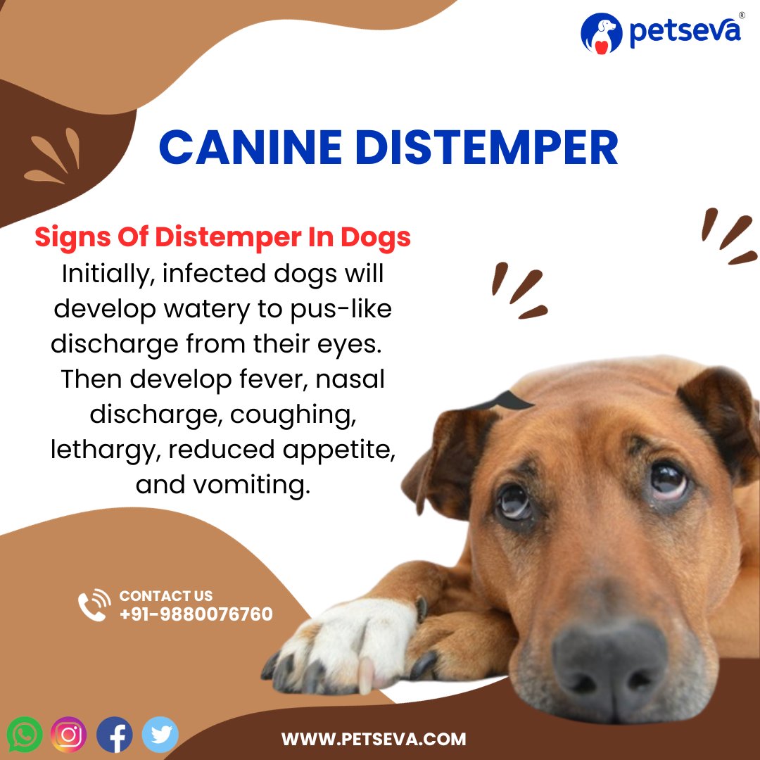 pet_seva's tweet photo. Canine distemper is a contagious and serious disease caused by a virus that attacks the respiratory, gastrointestinal and nervous systems of puppies and dogs.#caninedistemper#veterinaryclinicnearme #veterinary #petseva #petcare #Veterinarian #Vet #Pet #vetnearme #digitalplatform https://t.co/hjnl4aG0F3