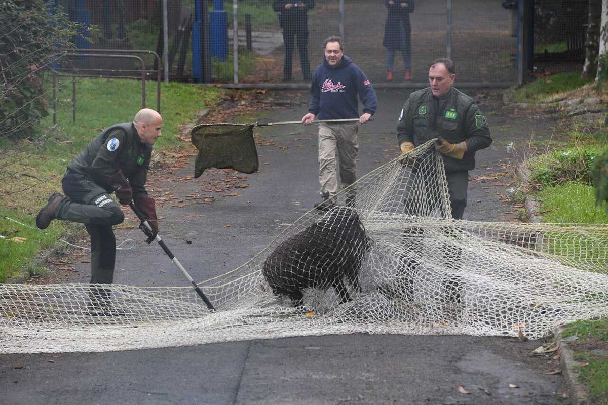 A CORUÑA 🔴 Cazados dos jabalíes en Someso w.laopinioncoruna.es/1ugh11