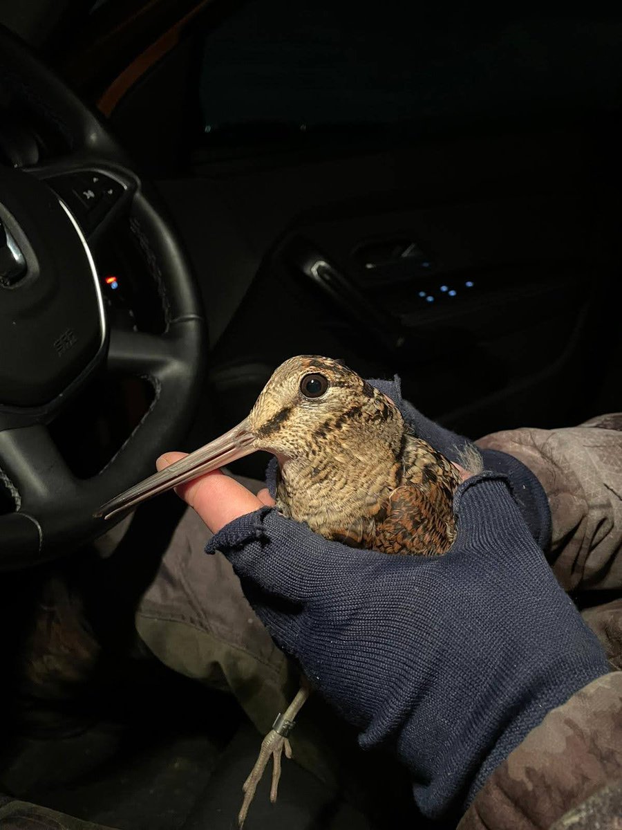 Jan Rod official tweet media