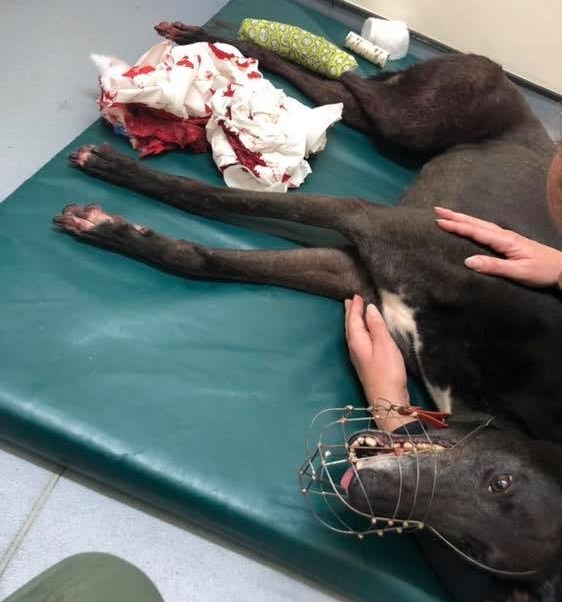 🧵1/3 Derek Davy was banned by @GreyhoundBoard for serial doping offences. They've now lifted his ban so he can work with his wife to race at Valley. This is Sienna, owned by Derek Davy, who lost her leg at Valley. Regulation does NOT & NEVER will protect greyhounds. #CutTheChase