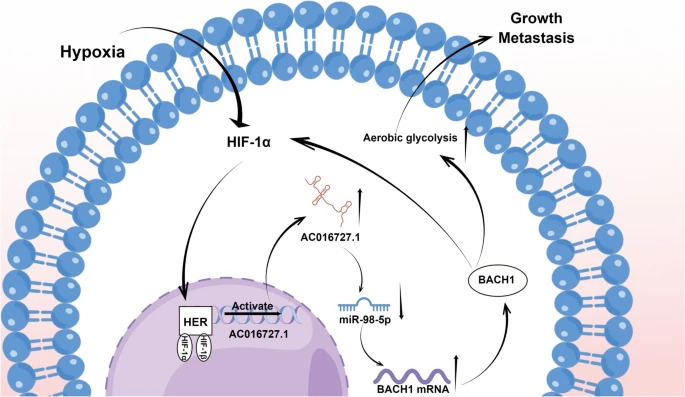 JournalofExper1's tweet image. Out today!🌏

Lnc AC016727.1/BACH1/HIF-1 α signal loop promotes the progression of #nonsmallcelllungcancer

open access🔓
jeccr.biomedcentral.com/articles/10.11…

#LongnoncodingRNA
#Aerobicglycolysis
#Hypoxia
@IREISGufficiale