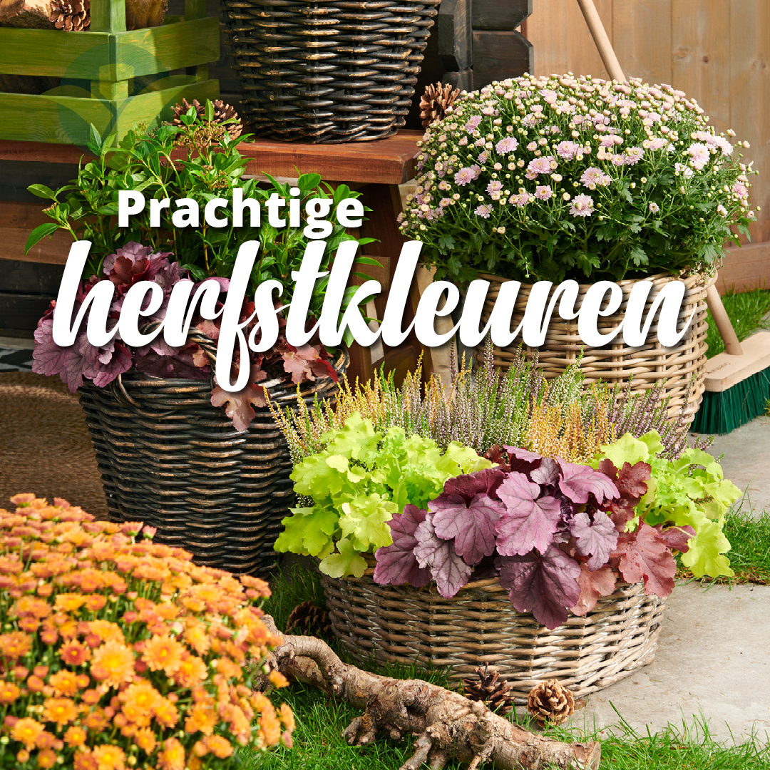 Ontdek de diversiteit van herfstplanten zoals purperklokje, bolchrysanten en winterheide. Breng warme tinten naar je tuin met deze kleurrijke toevoegingen. Wil je weten welke vestiging bij jou in de buurt open is? Check ow.ly/XwnF50Q4Uzf

#Prachtig #Herfst #GroenRijk