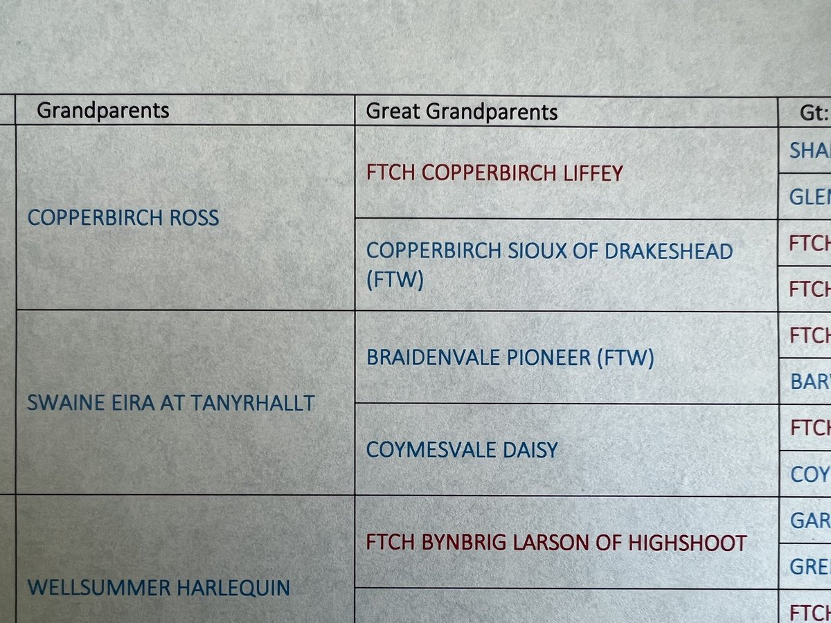 MeetCopper's tweet image. Mum is thrilled.

My official @TheKennelClubUK papers arrived yesterday. 

And look what my grandpa and Gt. Grandparent’s names are..

She swears she did not know.. 

Lots of red in my DNA too. 

I don’t really mind about that - as long as I get to pull on ears.. 😁

#properpup