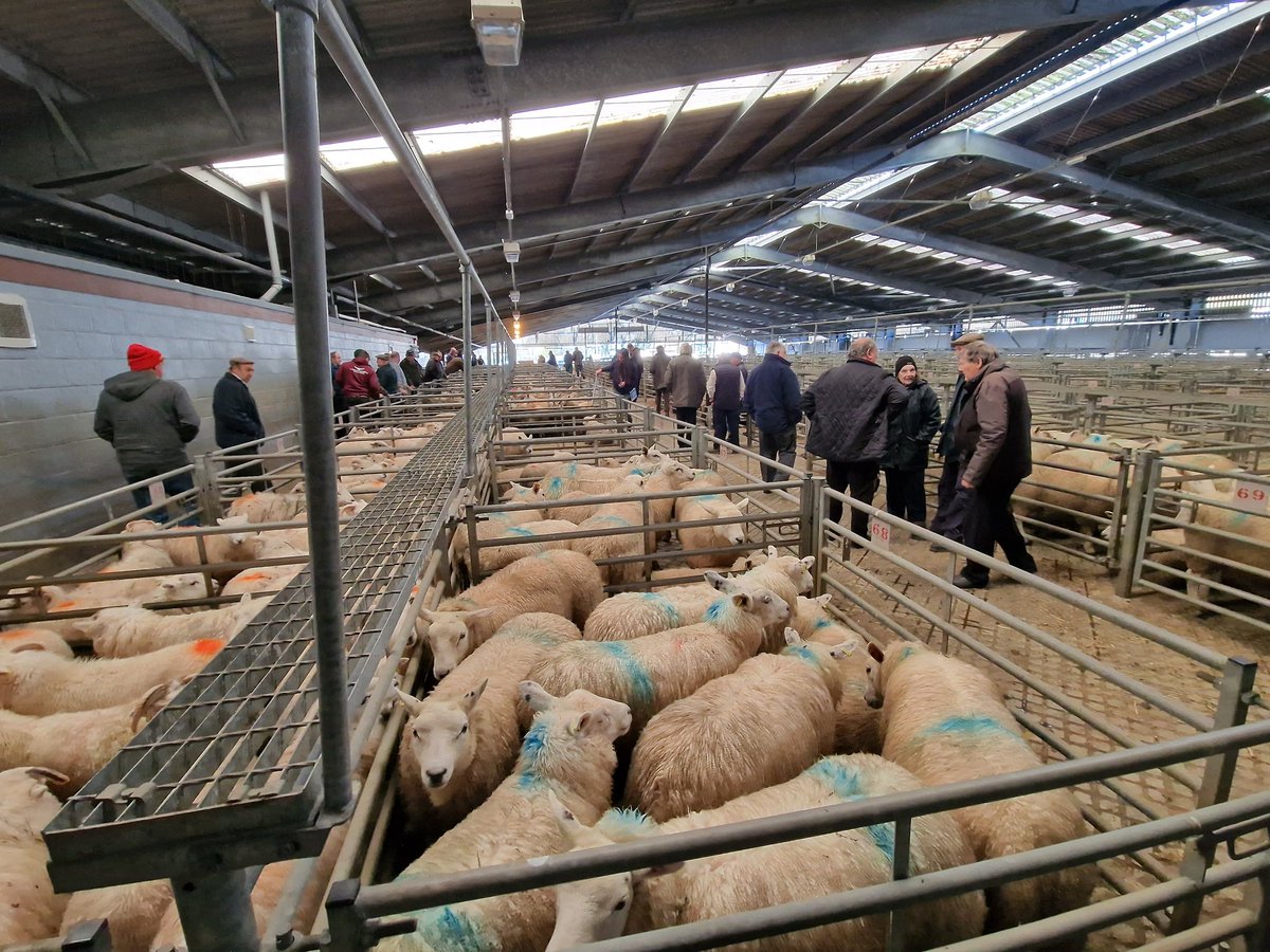 Good lot of lambs forward @NockDeightonAg #CarmarthenMart today.
Prices good last week and up again across the board this week so ... let's see how this goes!