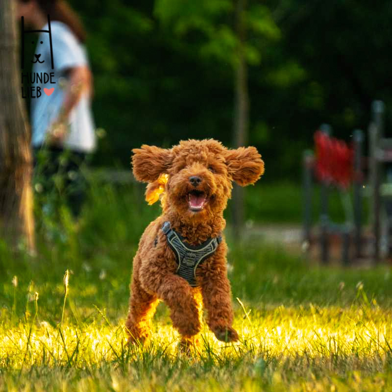 Wer freut sich nicht, über eine so saftig grüne Wiese

#hundefotos #hundebilder #hundelieb #dogsharing #dogfluencer #dogcommunity #lovedogs #hund #hunde #hundeverliebt #hundeverrückt #hundeliebe #hundefreunde #teilzeithund #leihhund #hundleihen #hundeleben #hundeglück