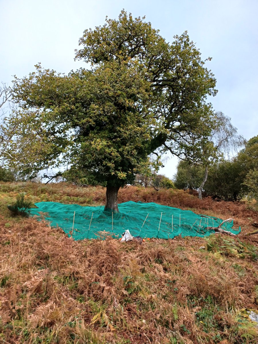 thomasgeorgesim's tweet photo. 1/2 A few months into my new role at @Forest_Research and as part of @OptFORESTS we've collected and sown a Scottish provenance of sessile oak. This is first step towards establishing next-generation multi-species common gardens across Europe 🌲🌳🧬 https://t.co/yfft3lweqj