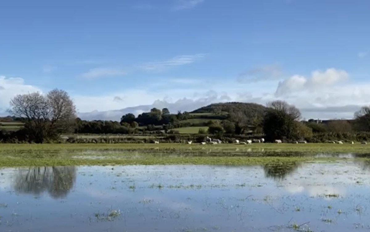 StopCYPerthi's tweet photo. Our beautiful wetland, floodplain at Bishton on @ourlivinglevels 

#grassnotglass #realplantsnotsolarplants https://t.co/SxpJtyUCvZ