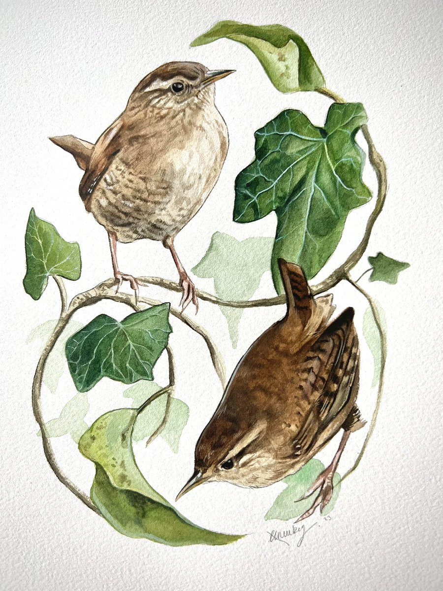 I finished the pair of wrens ☺️🍃 I’ll be making them in to prints in due course. May your day be as unassumingly brilliant as a wrens song! 🎶 #watercolour #birdart #birding #wildlifeart