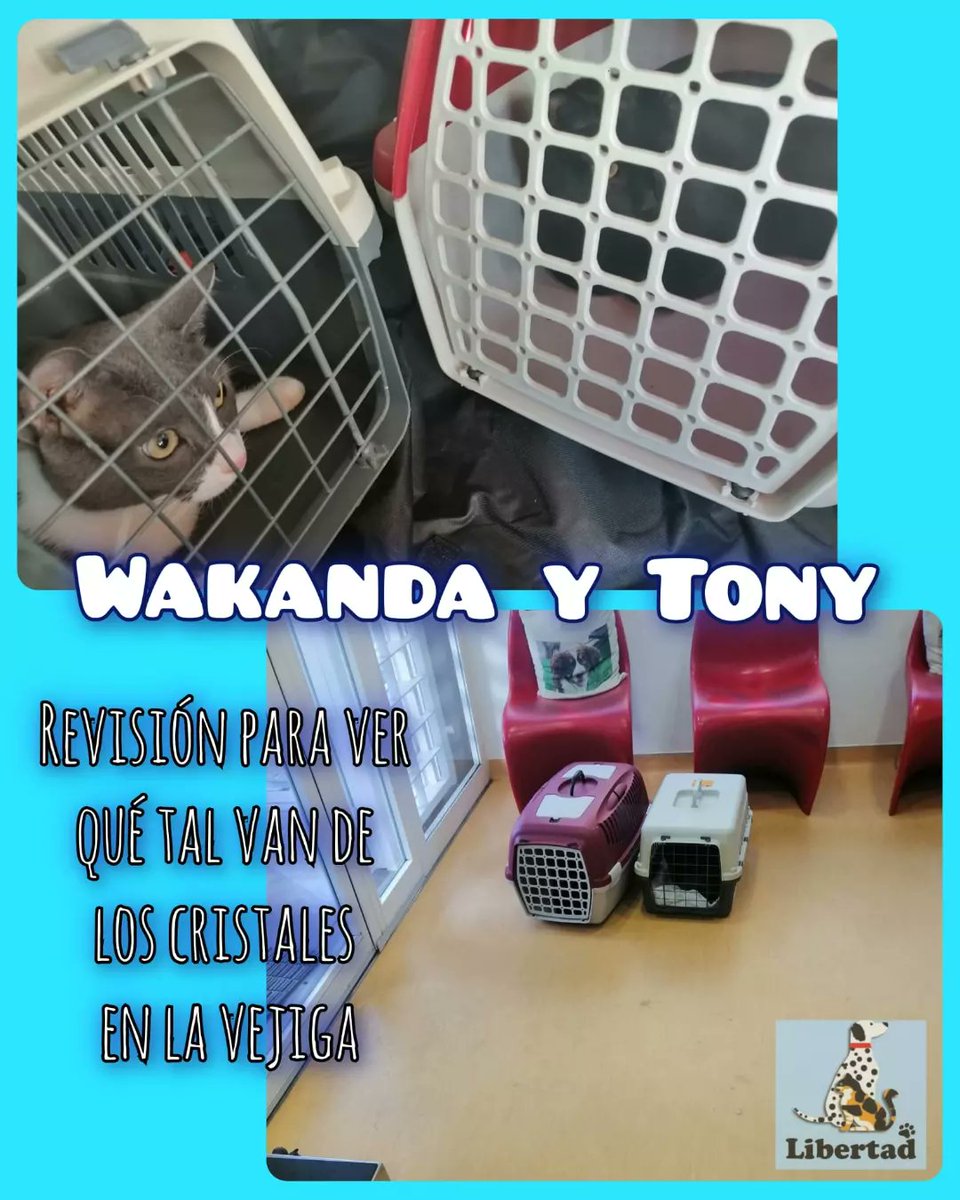 AsoLibertad's tweet photo. 🐾Wakanda y Tony,revisión de cristales en la vejiga.Terminar con su pienso específico y empezar con uno normal.Observarlos por si se volviesen a obstruir.
Por favor,cualquier ayuda nos viene muy bien!PayPal(opción amigo,familiare):libertad.anastasia@gmail.comBizzum:+34 619563887 https://t.co/hRgg0IlGAW
