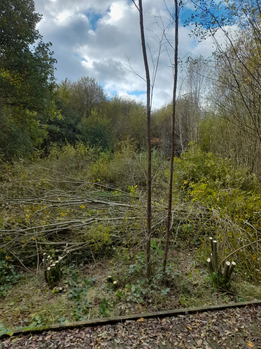 BlithfieldRes's tweet photo. Blithfield conservation #volunteers cleared around the ponds this week to allow light in and the hedge to keep dogs out. Some willow was used to repair the screen at Broompits bird feeding station. @WestMidBirdClub @SthStaffsWater https://t.co/KA3XBuyFJk