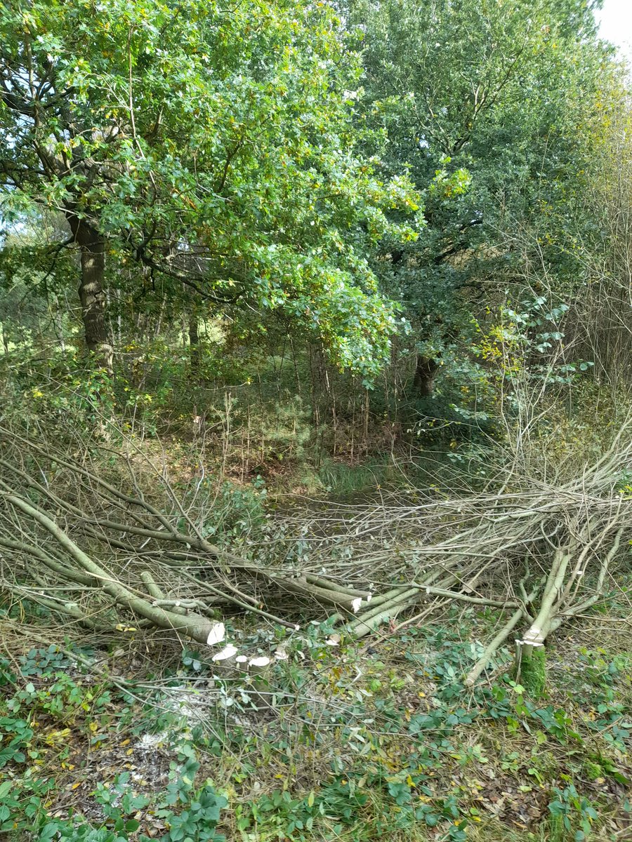 BlithfieldRes's tweet photo. Blithfield conservation #volunteers cleared around the ponds this week to allow light in and the hedge to keep dogs out. Some willow was used to repair the screen at Broompits bird feeding station. @WestMidBirdClub @SthStaffsWater https://t.co/KA3XBuyFJk