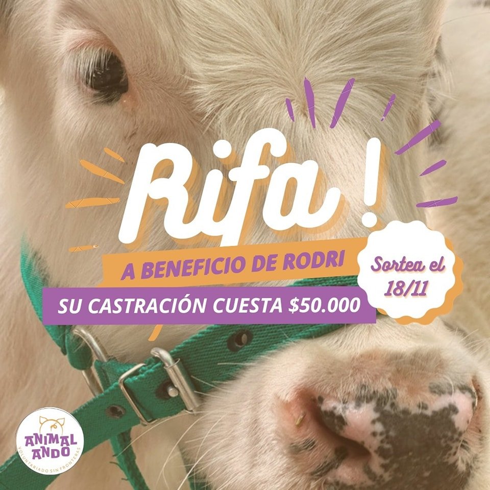 Rifa a beneficio de Rodri, un ternero rescatado en Rosario por la Policía Ecológica que estaba a la "venta".

Se necesita realizar una castración para poder llevarlo a su hogar definitivo, además de todos los gastos diarios de su comida, etc.

instagram.com/_animalando/
