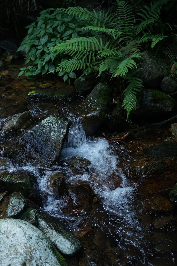 elemmiressoul's tweet image. in the green forest.