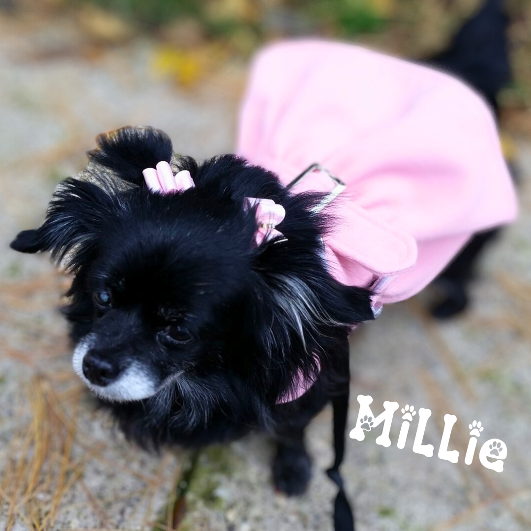 MisfitManorShop's tweet photo. Flashback Friday...Millie six years ago.  Millie loved her fancy fashion...Millie loved everything...it was such a pleasure to get to take care of her for a few years.  I miss her like crazy...she was my heart.  #misfitmanor #misfitmanorshop #dogmomlife #seniordog #rescuedog https://t.co/sb59MoAj4S