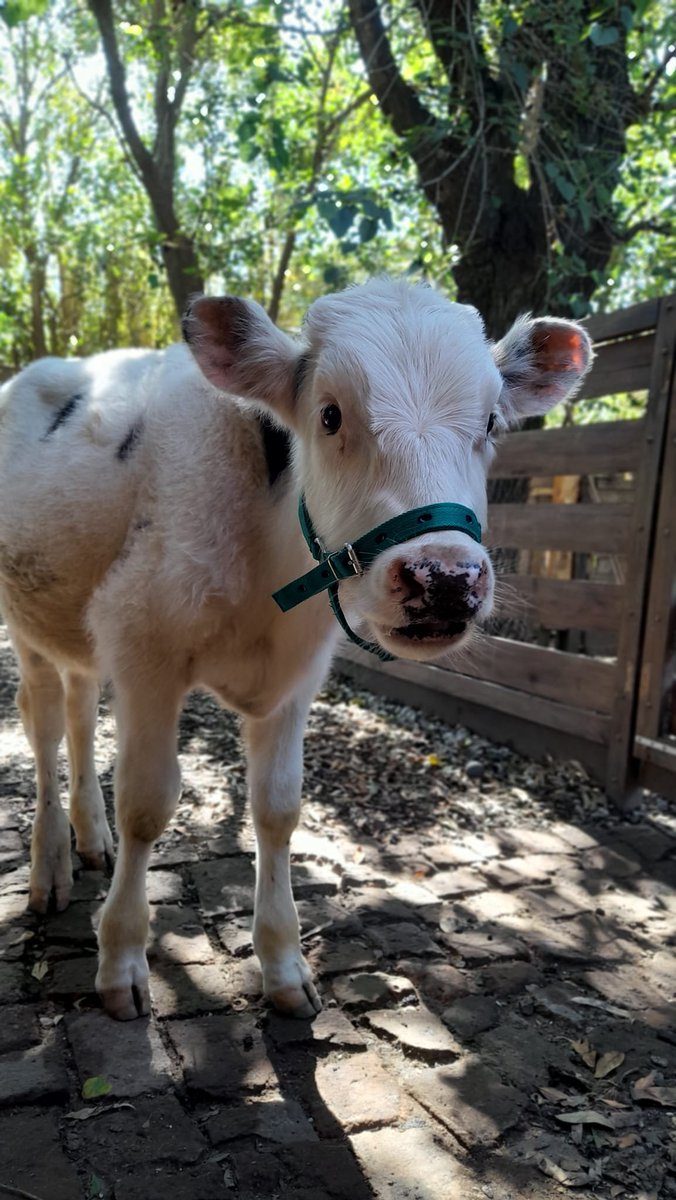 ANTIESPECISTA ROSARIO tweet media