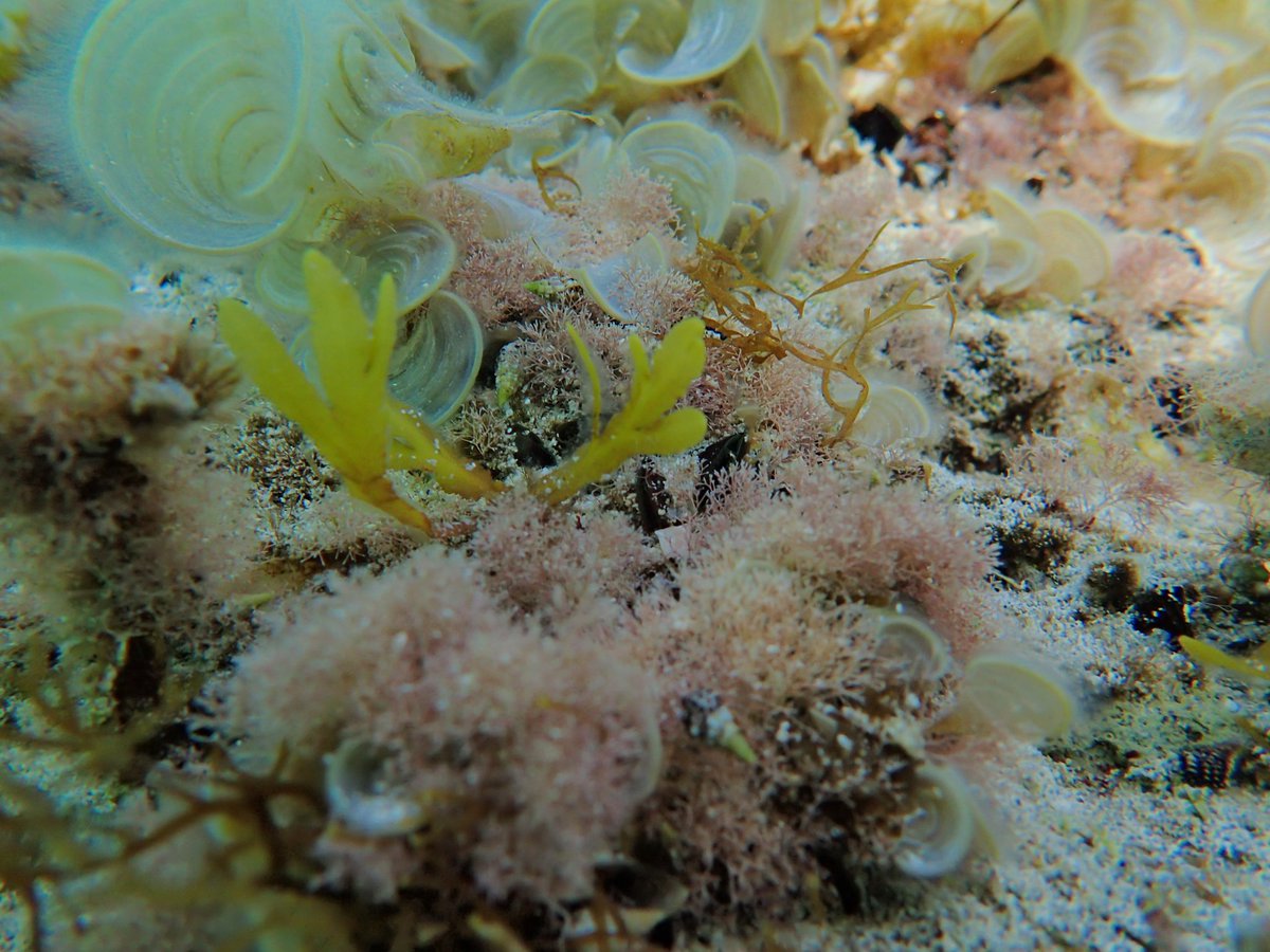 #phycologyfriday
#underwaterphoto
#Cyprus