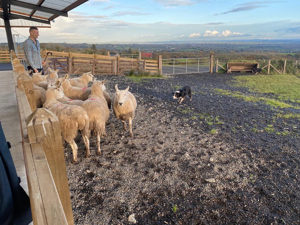 During a visit to Derry-Londonderry this week the Tourism NI Board visited Glenshane Country Farm near Maghera to lend their support to some of our industry. The Board are pictured with Jamese McCloy, who owns the business. #embraceagiantspirit