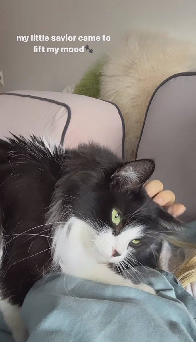 rcdbery's tweet image. introduce my new fwend 😽👉🏻👈🏻