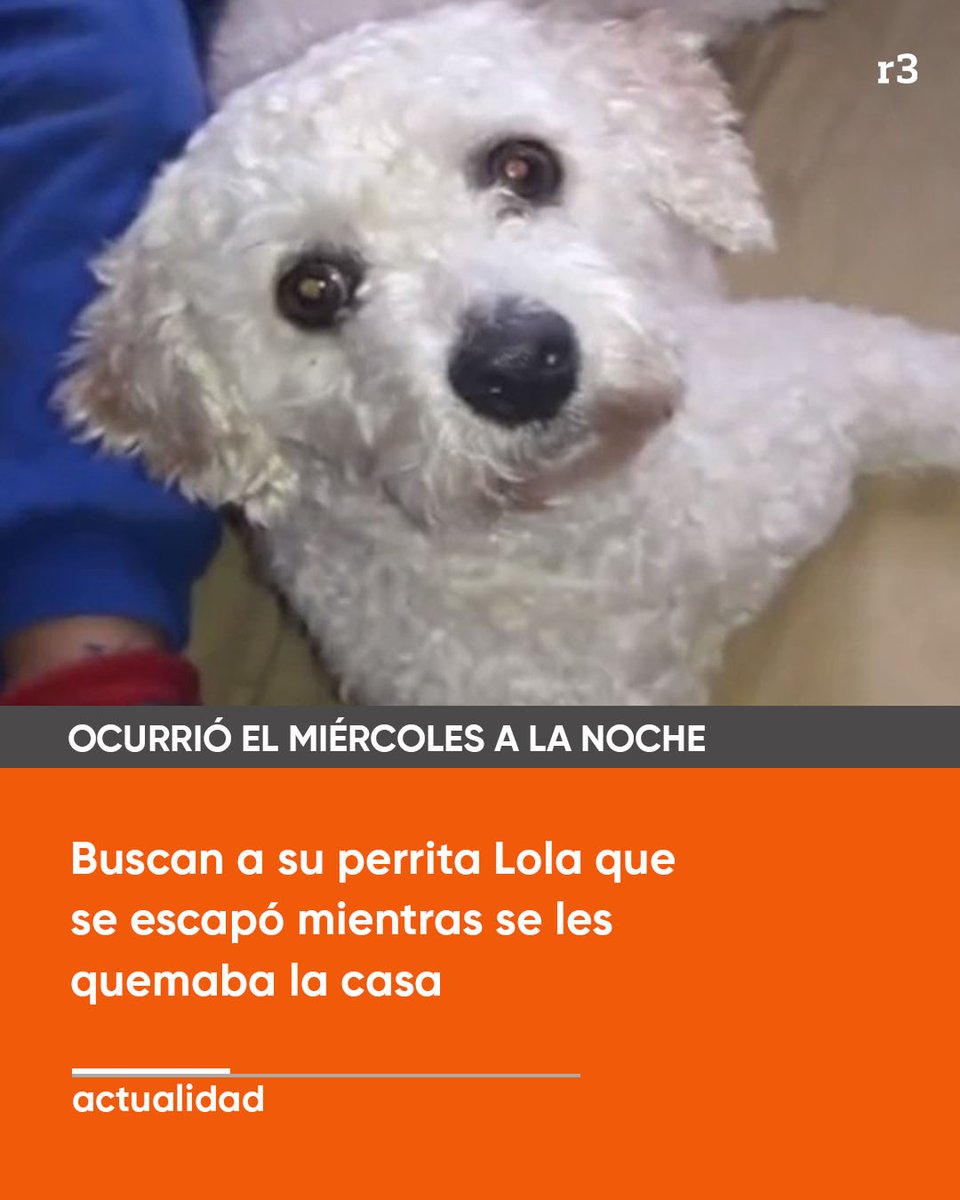 Rosariotres's tweet photo. ⭕ Una familia sufrió el incendio de su vivienda el miércoles a la noche y en medio de las corridas para salvarse de las llamas, se escapó la perrita. Lola salió corriendo asustada y ahora, sus dueños están moviendo cielo y tierra para encontrarla.

#rosario3 https://t.co/dogmWv0zI7