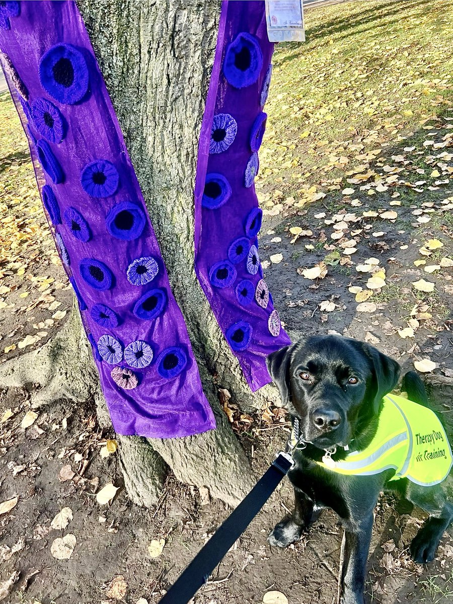 I has been outside on da trainings at da castle. All da trees have da poppies but da purples is for da animals and is Logie’s favourite #logietrainings #purplepoppy