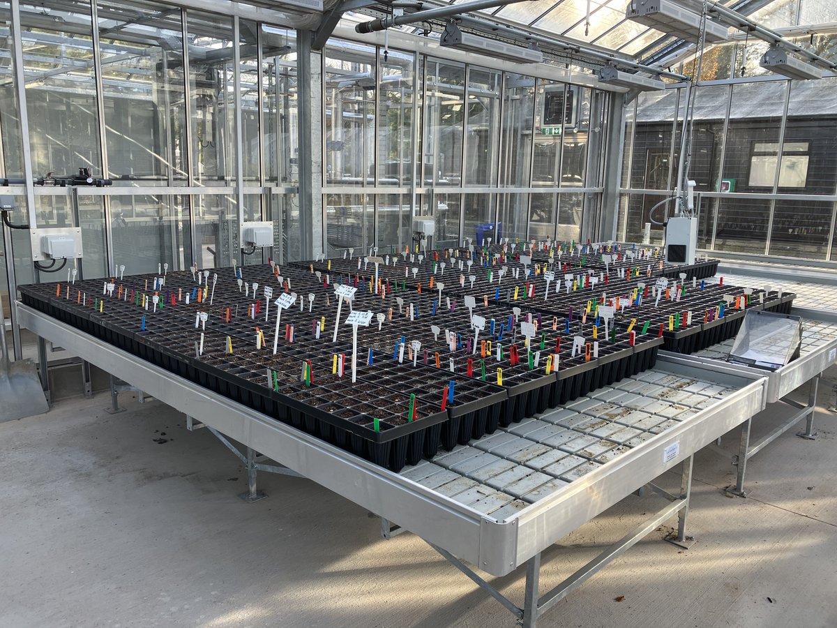 Tom Sim (@thomasgeorgesim) on Twitter photo 1/2 A few months into my new role at <a href="/Forest_Research/">Forest Research</a> and as part of <a href="/OptFORESTS/">OptFORESTS</a> we've collected and sown a Scottish provenance of sessile oak. This is first step towards establishing next-generation multi-species common gardens across Europe 🌲🌳🧬 1/2 A few months into my new role at <a href="/Forest_Research/">Forest Research</a> and as part of <a href="/OptFORESTS/">OptFORESTS</a> we've collected and sown a Scottish provenance of sessile oak. This is first step towards establishing next-generation multi-species common gardens across Europe 🌲🌳🧬