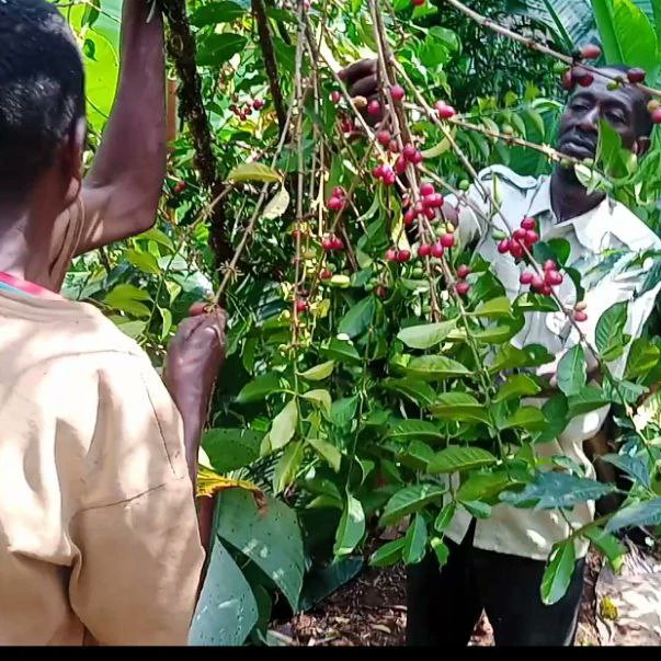 2023/2024 Ethiopian coffee harvest time has arrived
Refresh 2023/2024 coffee production than the previous production,this year's production has received good weather and rain and the coffee has a better quality coffee product,so we believe that the coffee production will be good.