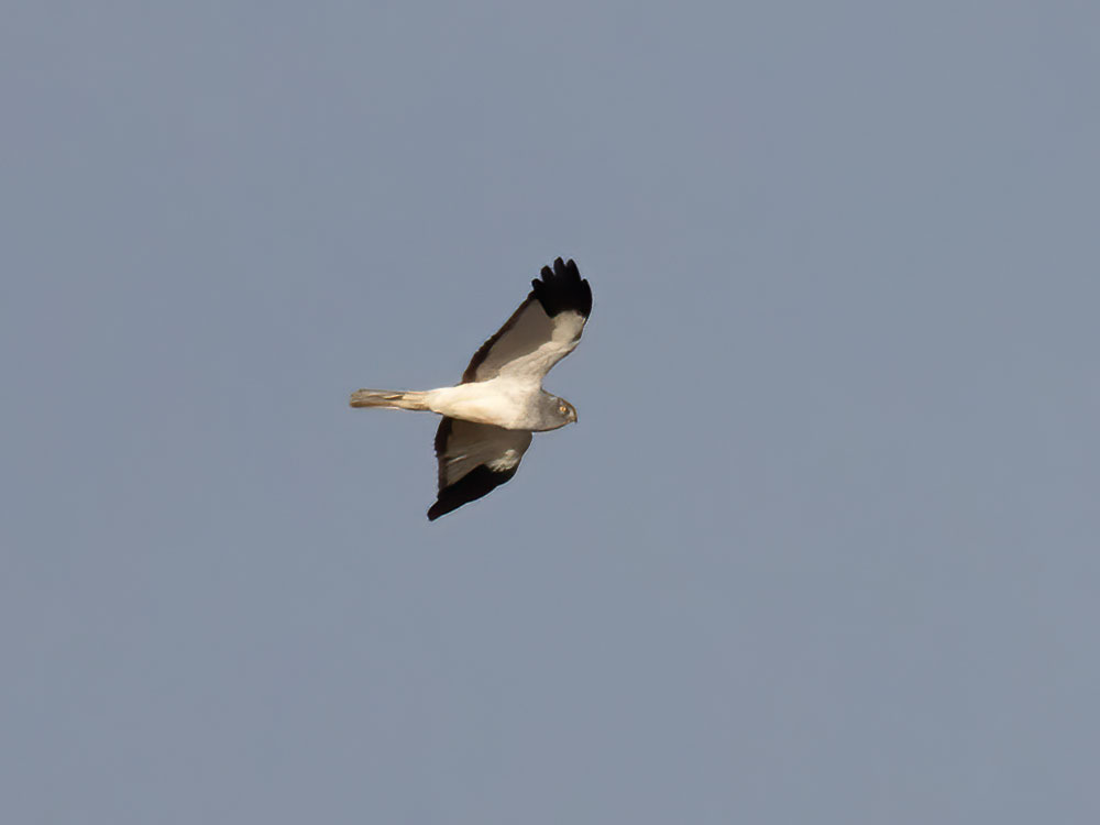 Very distant & brief but a rare sighting at the @Welshwildlife  - a male hen harrier. @PembsBirds