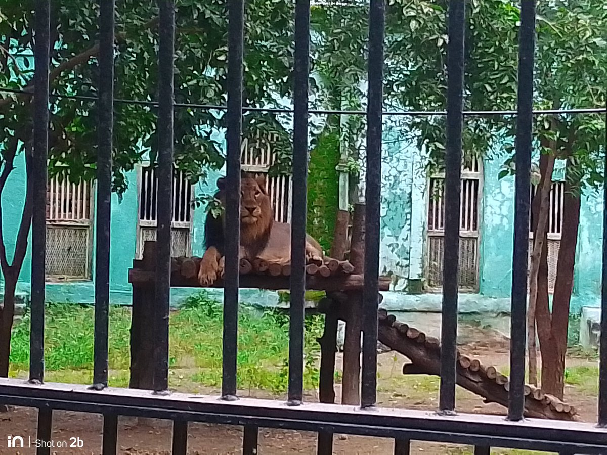 themayankbajpai's tweet photo. Sakkarbaug Zoological Park, Junagadh, Gujarat, India.🦁🌳

#Junagadh
#Travel #India
#LifeGoals #Ahmedabad_Diaries https://t.co/PyB0Yw7KmU