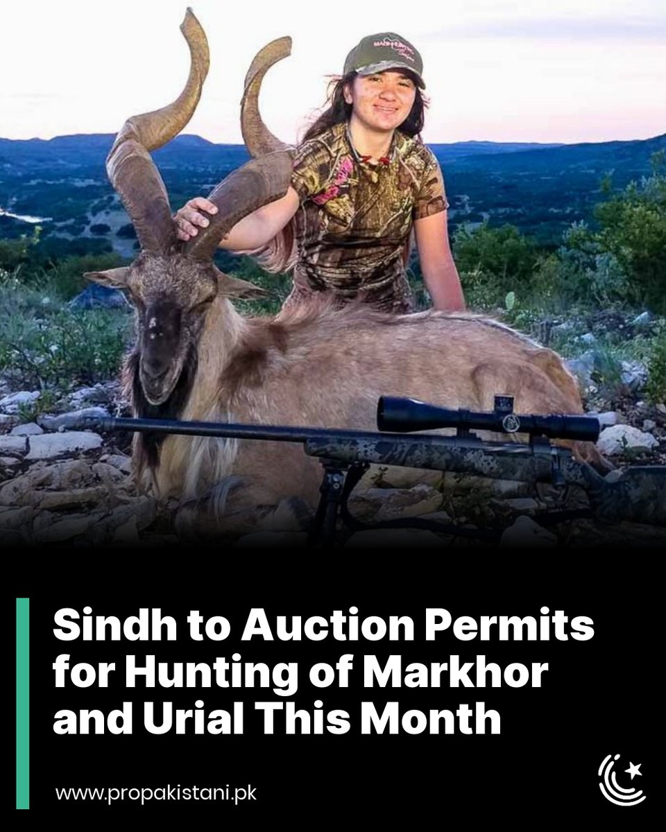 ProPakistaniPK's tweet photo. A total of 25 hunting permits will be auctioned at the conservator's office on November 21.
Read More: https://t.co/NiYpFkgwmy
#Markhor #Ibex #Urial #TrophyHunting https://t.co/Xq7tyxMVdz