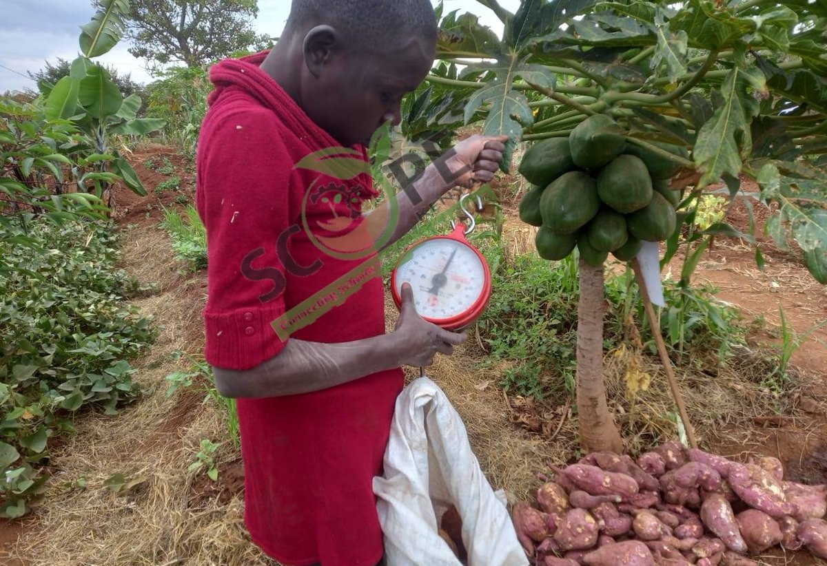 scope_kenya_'s tweet photo. Working with the young generation in #nurturing #sustainable  agriculture is not just a job; it's an extraordinary journey of #Growth , #learning , and #positive  impact. #ClimateActionNow #Letstalkabout #Factfriday https://t.co/1vihcoxkpi