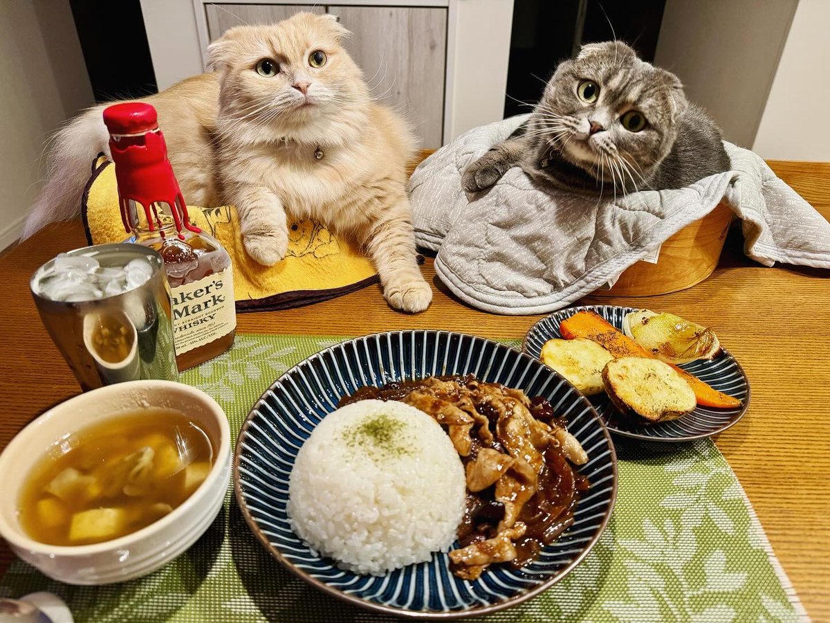 ndTu67XYaawnA2U's tweet photo. ハッシュドポークと野菜のグリルと猫達
Hashed pork & Grilled vegetables & Cats
#猫 #スコティッシュフォールド #ハッシュドポーク #豚丼のつもりが #洋風に #野菜のグリル #メーカーズマークハイボール
#cat #scottishfold #hashedpork #grilledvegetable #makersmarkhighball https://t.co/XVt3GaJ2o6